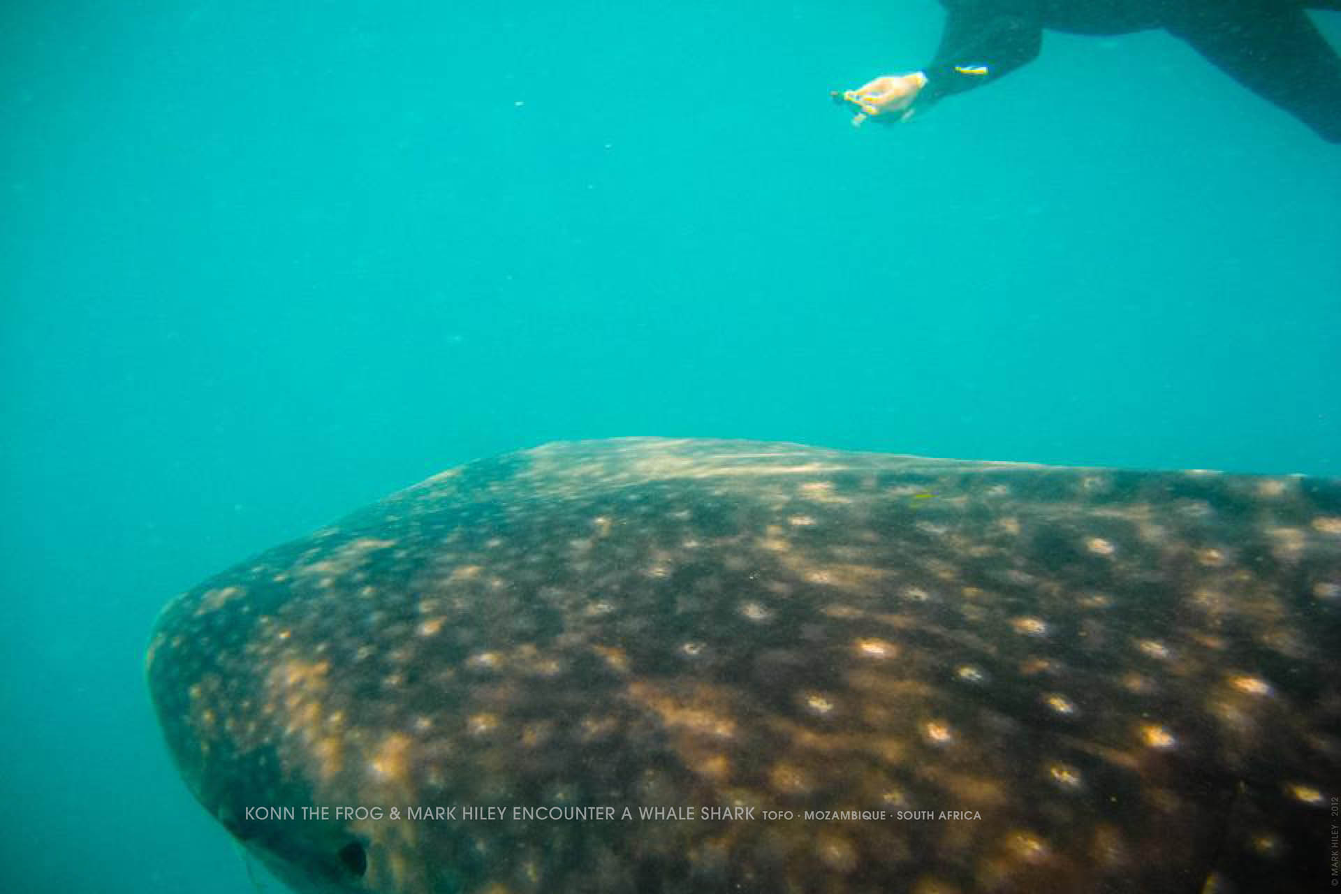 Mark Hiley's KONN THE FROG encounters a Whale Shark, Tofo, Mozambique, South Africa
